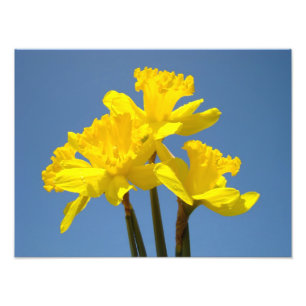 Fotografía de narcisos arte impreso naturaleza Cie