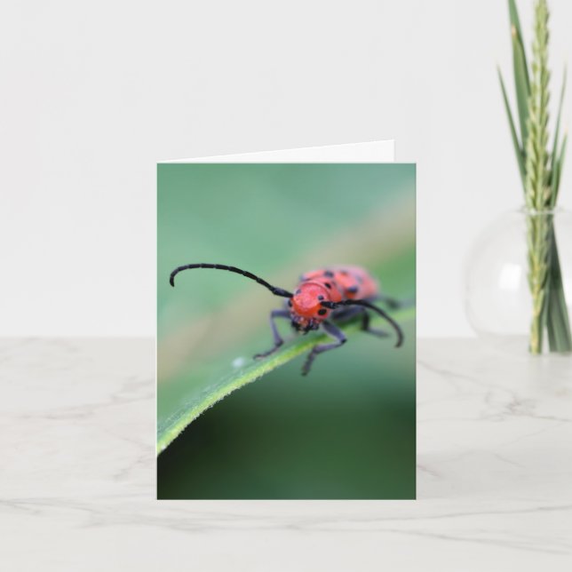 Fotografía de naturaleza con actitud de insecto  (Anverso)