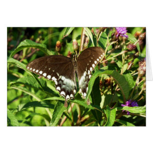 Fotografía de Naturaleza de Mariposa Cola de Golon