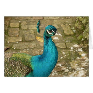 Fotografía de Naturaleza Hermosa del Pavo Real