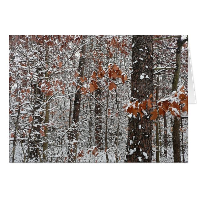 Fotografía de naturaleza invernal de robles cubier (Anverso (Horizontal))