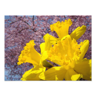 Fotografía de Naturaleza Narcisos Impresiones de A