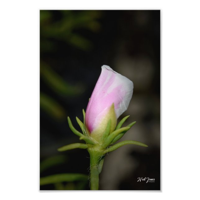 Fotografía de Neil Jones - Nacimiento de un Rosa (Frente)