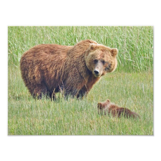Fotografía de osos pardos de 16x12 (Frente)