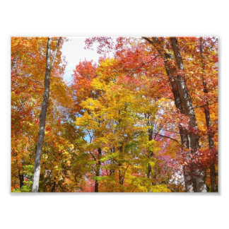 Fotografía de otoño de árboles caídos naranjas y a