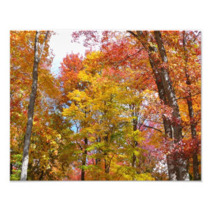 Fotografía de otoño de árboles caídos naranjas y a