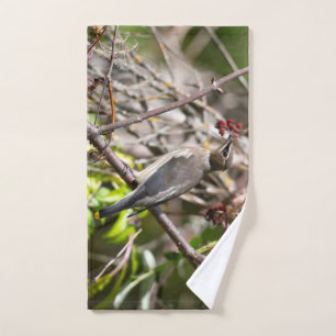 Fotografía de pájaro, Waxwing bohemio