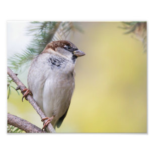 Fotografía de pájaros resplandecientes