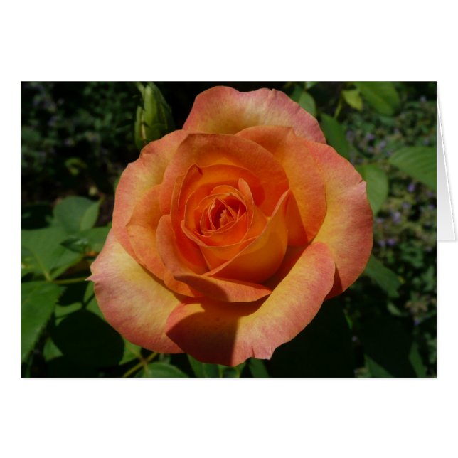 Fotografía de Peach Rosa Naranja Floral (Anverso (Horizontal))