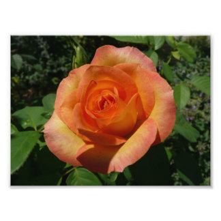 Fotografía de Peach Rosa Naranja Floral