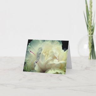 Fotografía de Pétalos de Peonía Blanca Flor