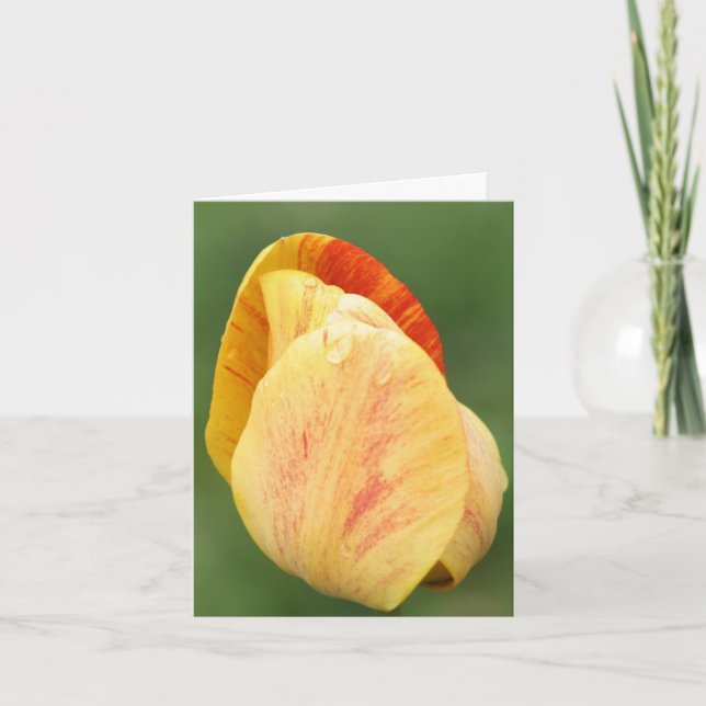 Fotografía de Pétalos de Tulipán Amarillo  (Anverso)