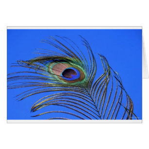 Fotografía de pluma de pavo real