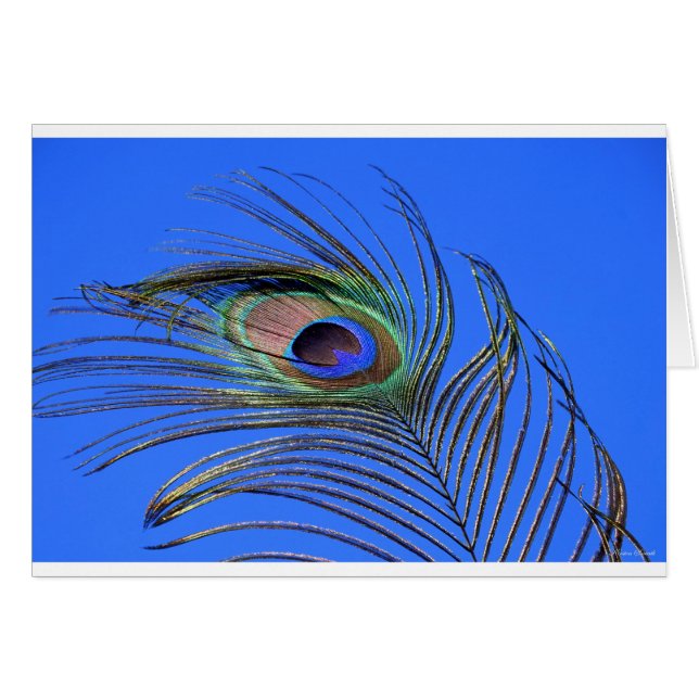 Fotografía de pluma de pavo real (Anverso (Horizontal))