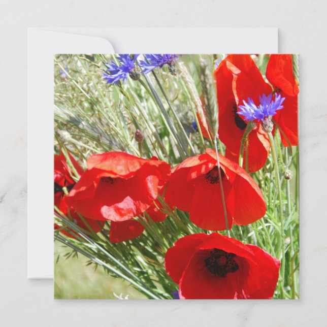 Fotografía de Red Poppy, Cottage Garden (Anverso)