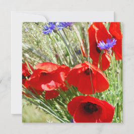 Fotografía de Red Poppy, Cottage Garden