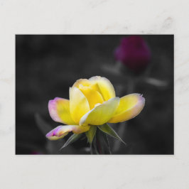 Fotografía de rosa amarilla en postal