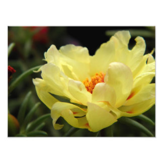 Fotografía de rosa amarillo