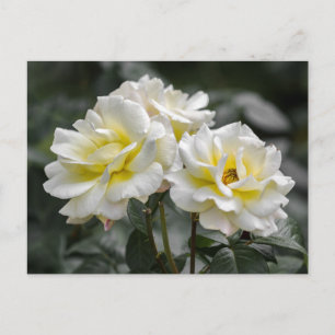 Fotografía de Rosa Blanca en Postal