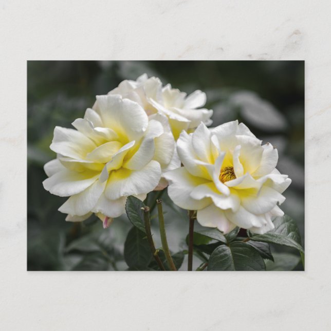 Fotografía de Rosa Blanca en Postal (Anverso)