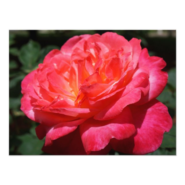 Fotografía de rosa grande rosa roja floral (Frente)