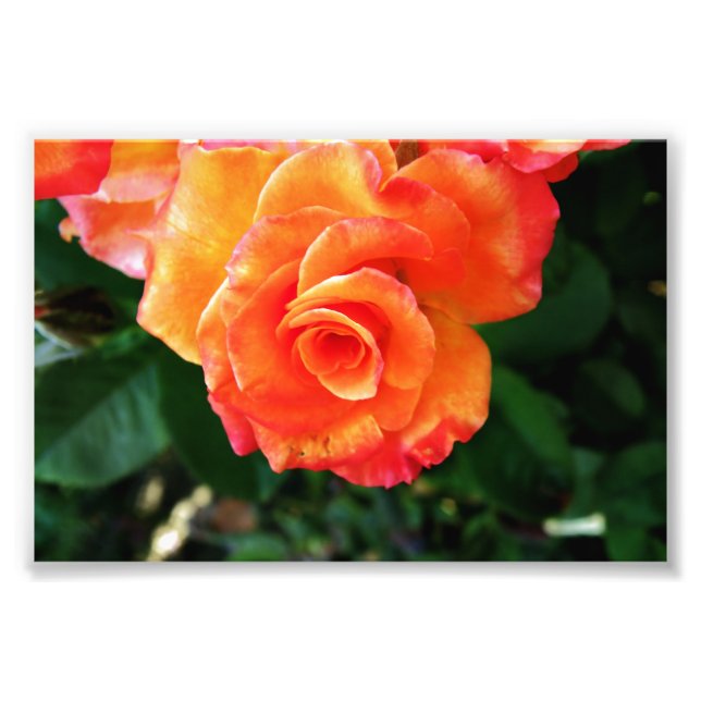 Fotografía de Rosa Naranja (Frente)