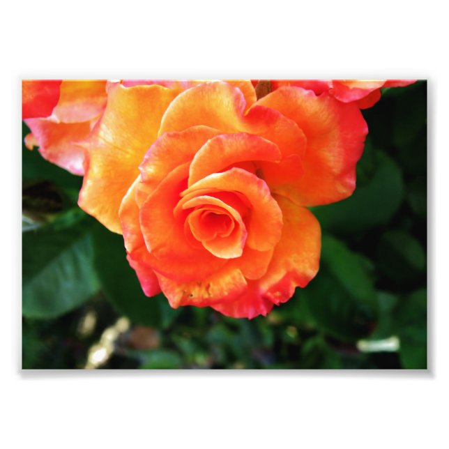 Fotografía de rosa naranja vibrante (Frente)