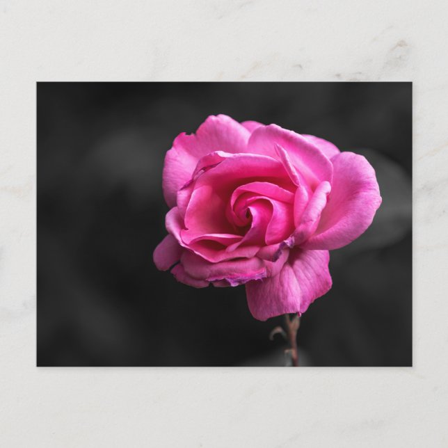 Fotografía de rosa rosa postal (Anverso)