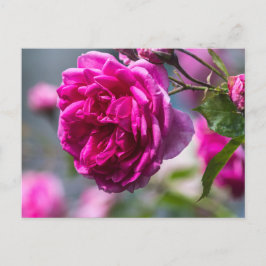 Fotografía de rosa rosa postal