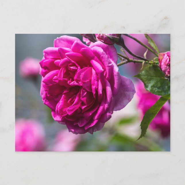 Fotografía de rosa rosa postal (Anverso)