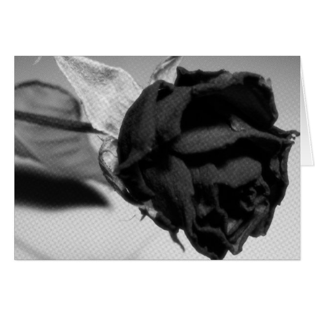 Fotografía de Rosa seco - blanco y negro (Anverso (Horizontal))