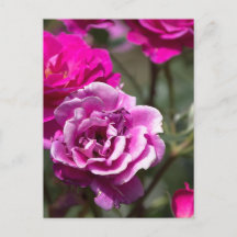 Fotografía de rosas hermosas en postal
