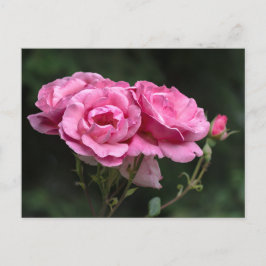Fotografía de rosas rosadas en postal
