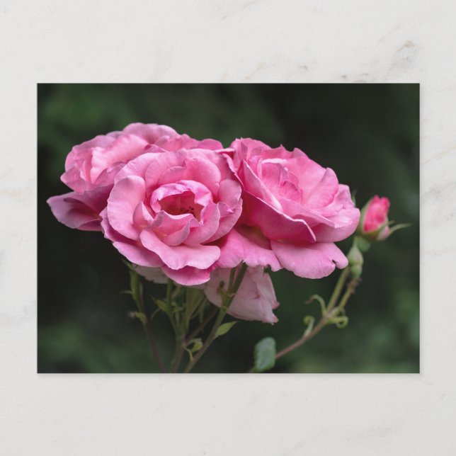 Fotografía de rosas rosadas en postal (Anverso)
