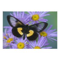 Fotografía de Sammamish Washington de Mariposa