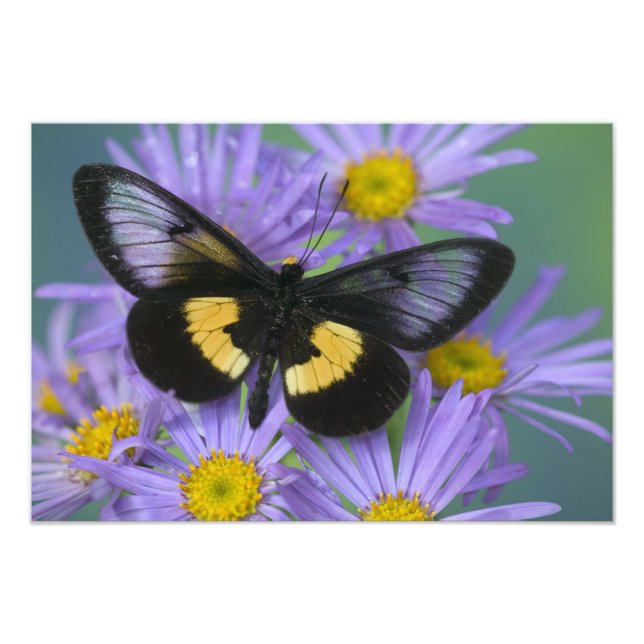 Fotografía de Sammamish Washington de Mariposa (Frente)