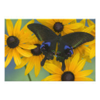 Fotografía de Sammamish Washington de una mariposa