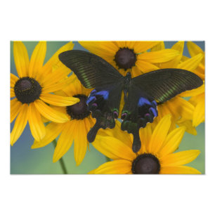 Fotografía de Sammamish Washington de una mariposa