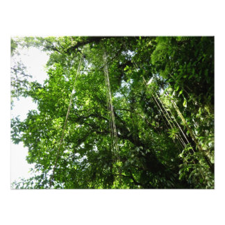 Fotografía de selva tropical de jungle Ropes