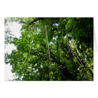 Fotografía de selva tropical de jungle Ropes