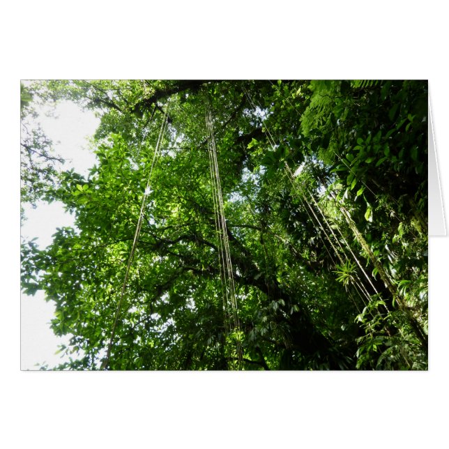 Fotografía de selva tropical de jungle Ropes (Anverso (Horizontal))