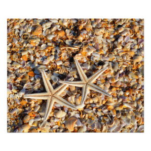 Fotografía de Starfish and Seasheles