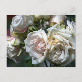 Fotografía de tarjeta postal de rosas blancas en f