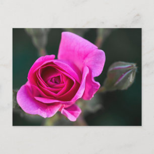 Fotografía de tarjeta postal rosa rosa y capullos