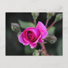 Fotografía de tarjeta postal rosa y capullos de ro