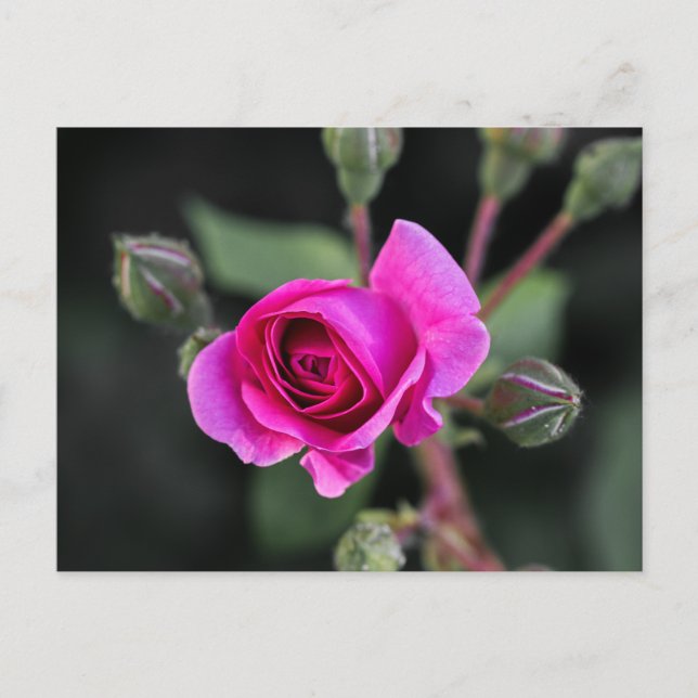 Fotografía de tarjeta postal rosa y capullos de ro (Anverso)