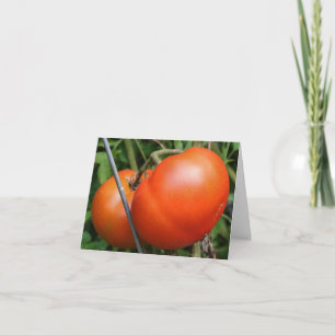 Fotografía de tomates de jardín rojos de la natura