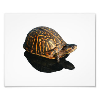Fotografía de tortuga de la caja de Florida con re