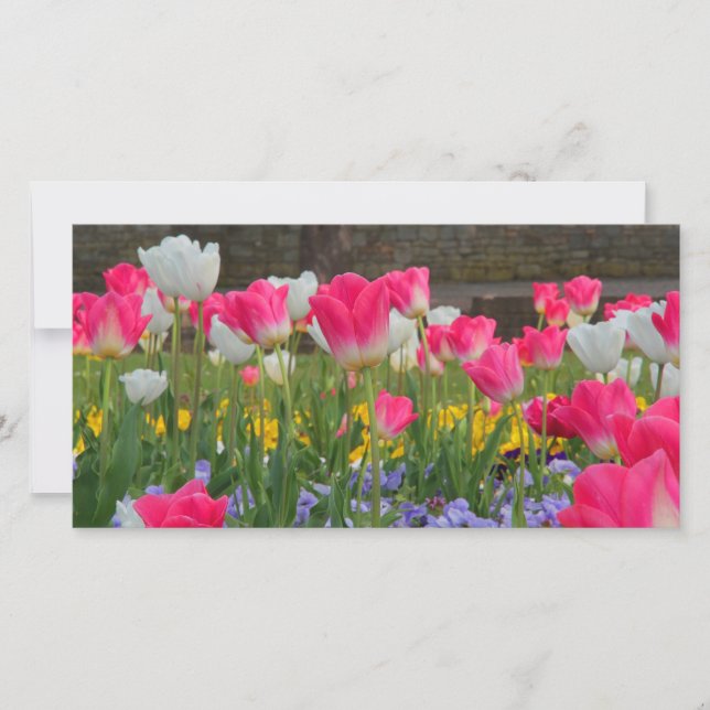 Fotografía de Tulip Garden (Anverso)