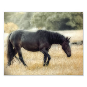 Fotografía de un caballo con enfoque suave